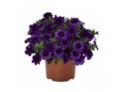 Укорененные черенки Калибрахоа Bloomtastic Purple