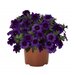 Укорененные черенки Калибрахоа Bloomtastic Purple