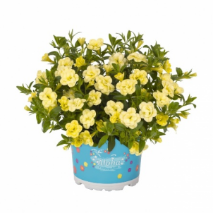 Укорененные черенки  Калибрахоа Aloha Double Citric