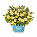 Укорененные черенки  Калибрахоа Aloha Double Citric