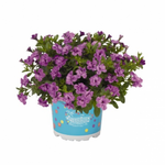 Укорененные черенки  Калибрахоа Aloha Double Lavender