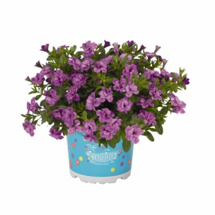 Укорененные черенки  Калибрахоа Aloha Double Lavender