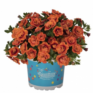 Укорененные черенки Калибрахоа Aloha Double Orange