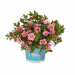 Укорененные черенки Калибрахоа Aloha Double Pink