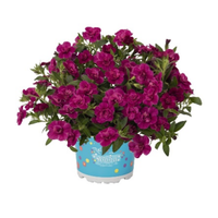 Укорененные черенки  Калибрахоа Aloha Double Purple
