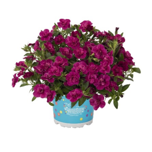 Укорененные черенки  Калибрахоа Aloha Double Purple