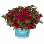 Укорененные черенки Калибрахоа Aloha Kona Dark Red