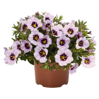 Укорененные черенки Калибрахоа Bloomtastic Lavender Qartz