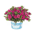 Укорененные черенки  Калибрахоа Aloha Kona Hot Pink