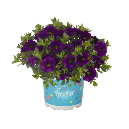 Укорененные черенки  Калибрахоа Aloha Kona Midnight Blue