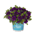 Укорененные черенки  Калибрахоа Aloha Kona Midnight Blue