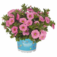 Укорененные черенки  Калибрахоа Aloha Kona Soft Pink
