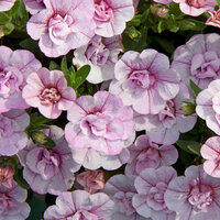 Укорененные черенки Калибрахоа MiniFamous® Double Compact Double Pink KLECA14264