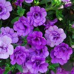 Укорененные черенки Калибрахоа MiniFamous® Double Double Amethyst KLECA09208