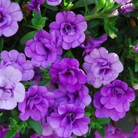 Укорененные черенки Калибрахоа MiniFamous® Double Double Amethyst KLECA09208