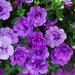 Укорененные черенки Калибрахоа MiniFamous® Double Double Amethyst KLECA09208