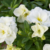 Укорененные черенки Калибрахоа MiniFamous® Double Compact Double White KLECA13242