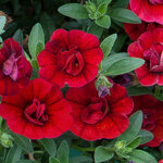 Укорененные черенки Калибрахоа MiniFamous® Double Double Dark Red KLECA13255