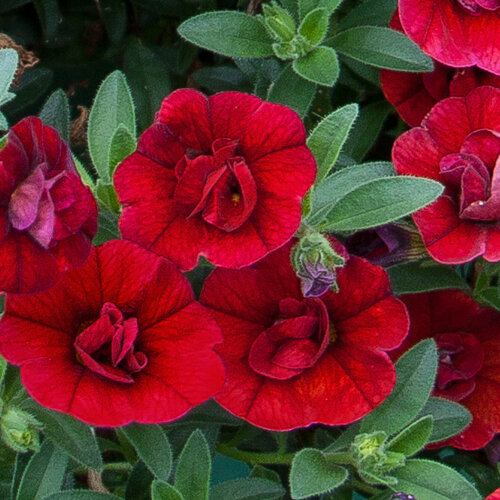Укорененные черенки Калибрахоа MiniFamous® Double Double Dark Red KLECA13255