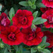 Укорененные черенки Калибрахоа MiniFamous® Double Double Dark Red KLECA13255