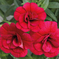 Укорененные черенки Калибрахоа MiniFamous® Double Double Purple Red KLECA12223