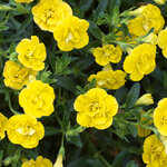 Укорененные черенки Калибрахоа MiniFamous® Double Double Yellow KLECA11225