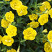 Укорененные черенки Калибрахоа MiniFamous® Double Double Yellow KLECA11225