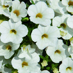 Укорененные черенки Калибрахоа MiniFamous® Uno White