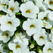 Укорененные черенки Калибрахоа MiniFamous® Uno White