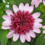 Укорененные черенки Остеоспермум Osteospermum ecklonis 3D Berry White?15