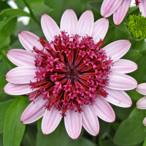 Укорененные черенки Остеоспермум Osteospermum ecklonis 3D Berry White?15