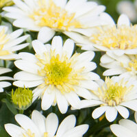 Укорененные черенки Остеоспермум Osteospermum ecklonis 3D Lemon Ice