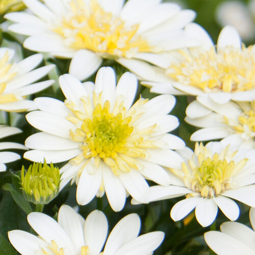 Укорененные черенки Остеоспермум Osteospermum ecklonis 3D Lemon Ice