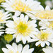 Укорененные черенки Остеоспермум Osteospermum ecklonis 3D Lemon Ice