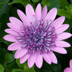 Укорененные черенки Остеоспермум Osteospermum ecklonis 3D Pink (KLEOE14226)