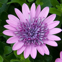 Укорененные черенки Остеоспермум Osteospermum ecklonis 3D Pink (KLEOE14226)