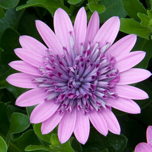 Укорененные черенки Остеоспермум Osteospermum ecklonis 3D Pink (KLEOE14226)