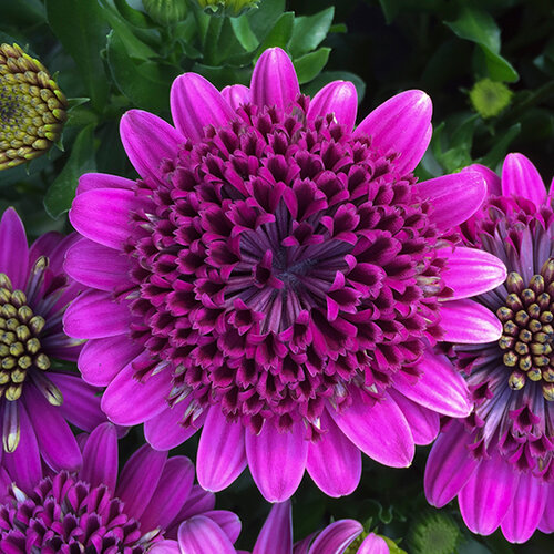 Укорененные черенки Остеоспермум Osteospermum ecklonis 3D Purple '18