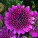 Укорененные черенки Остеоспермум Osteospermum ecklonis 3D Purple '18