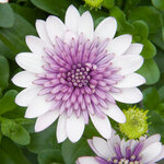 Укорененные черенки Остеоспермум Osteospermum ecklonis 3D Violet Ice