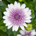 Укорененные черенки Остеоспермум Osteospermum ecklonis 3D Violet Ice