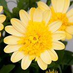 Укорененные черенки Остеоспермум Osteospermum ecklonis 3D Yellow '18