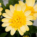 Укорененные черенки Остеоспермум Osteospermum ecklonis 3D Yellow '18