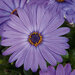 Укорененные черенки Остеоспермум Osteospermum ecklonis Compact FlowerPower® Blue KLEOE12190