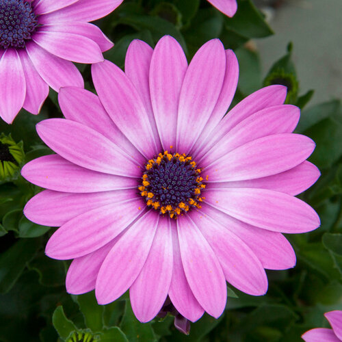 Укорененные черенки Остеоспермум Osteospermum ecklonis Compact FlowerPower® lavender pink