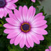 Укорененные черенки Остеоспермум Osteospermum ecklonis Compact FlowerPower® lavender pink