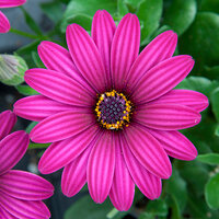 Укорененные черенки Остеоспермум Osteospermum ecklonis Compact FlowerPower® purple