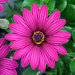 Укорененные черенки Остеоспермум Osteospermum ecklonis Compact FlowerPower® purple