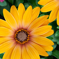Укорененные черенки Остеоспермум Osteospermum ecklonis FlowerPower® Magic Orange