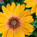 Укорененные черенки Остеоспермум Osteospermum ecklonis FlowerPower® Magic Orange